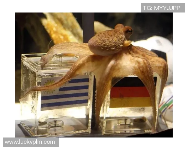 足球明星章鱼的传奇故事与世界杯的神奇预言揭秘 足球明星章鱼的传奇故事与世界杯的神奇预言揭秘